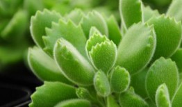 树叶最新爆料视频播放,精彩瞬间一网打尽